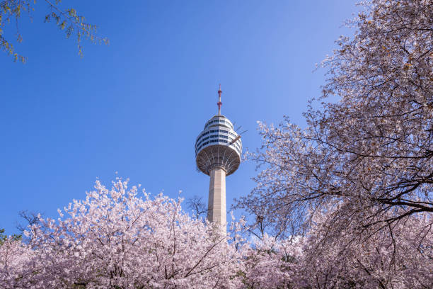 istock Cherry blossoms blooming in spring at E-World 83 Tower a popular tourist destination. in Daegu,South Korea. 2140529348
