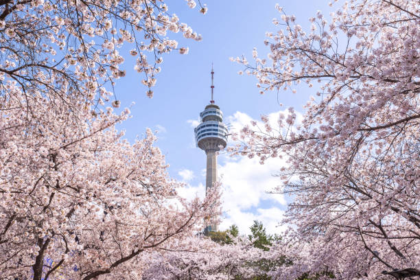 istock Cherry blossoms blooming in spring at E-World 83 Tower a popular tourist destination. in Daegu,South Korea. 2140529357