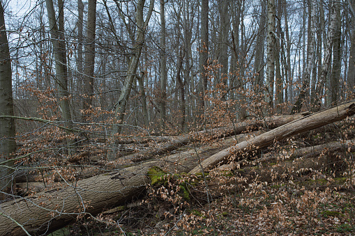 Wind breakage, fallen trees in a forest after a storm, forest damage