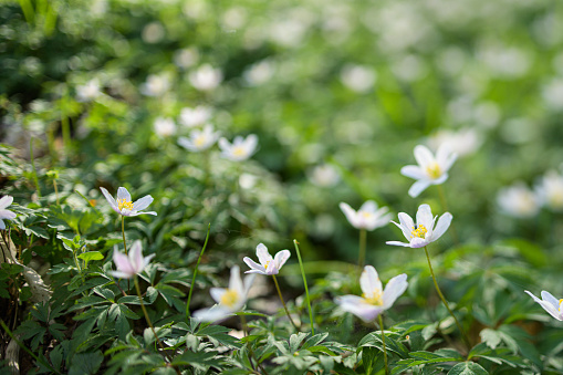 Anemonoides nemorosa, the wood anemone, is an early-spring flowering plant growing in the wild in Germany. This plant is also known under the names: windflower, thimbleweed, smell fox