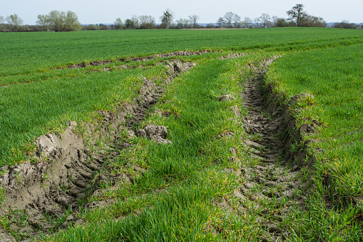 Deep weel tracks in a field in Mecklenburg-Vorpommern, Soil erosion, soil damage in agriculture