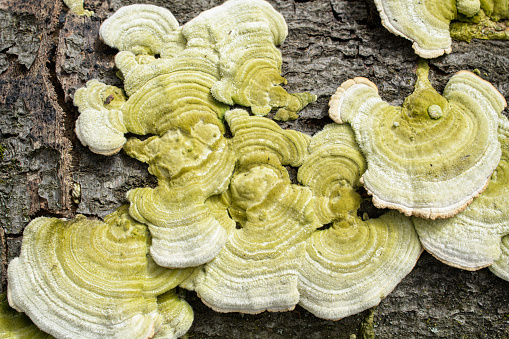 Close-up of Tree fungi on dead tree, nature reserve in Mecklenburg-Vorpommern