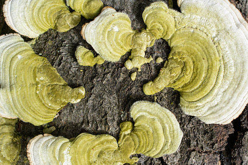 Close-up of Tree fungi on dead tree, nature reserve in Mecklenburg-Vorpommern