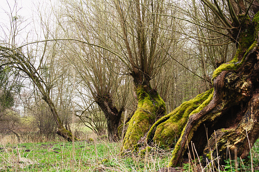Old pollard willows in Nature Reserve in Mecklenburg-Vorpommern