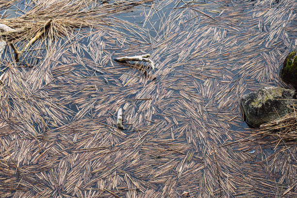 Abstract Pattern in Nature, floating reed stalks form a pattern on the water, Mecklenburg-Vorpommern