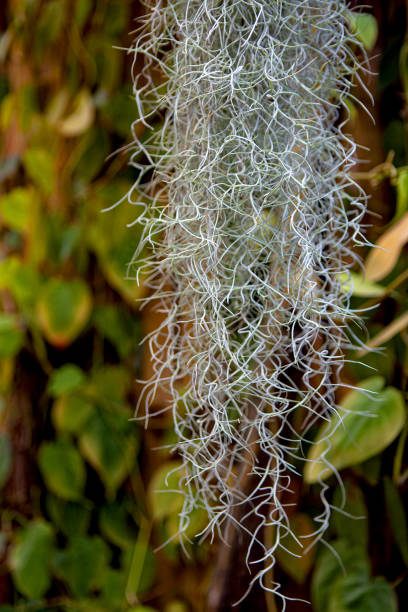 istock Strange vegetation in the jungle 2140552070