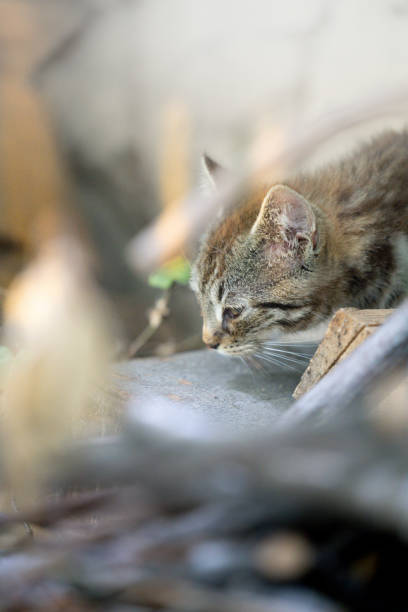 istock Brown cat looking to the side 2140562617