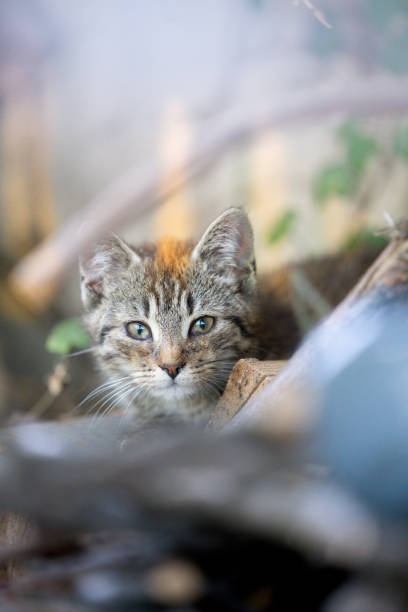 istock Brown cat looking at the camera 2140562619