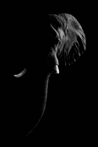 istock Mono African bush elephant against dark background 2140565763