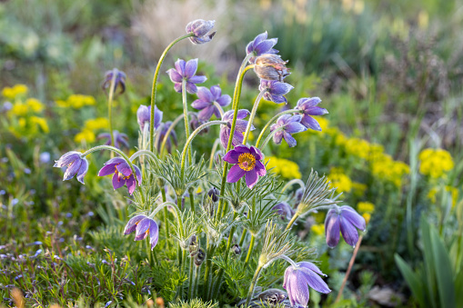 Pulsatilla vulgaris Lumbago flowering in the garden. Dream-grass flowers blooming in the spring. High quality photo