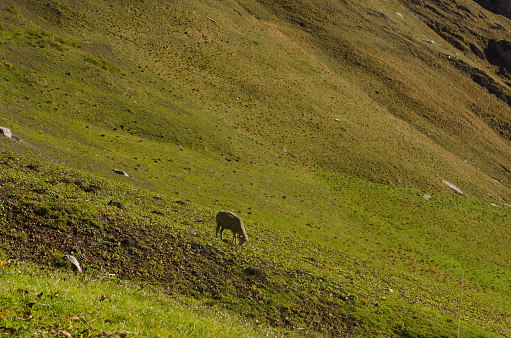 Sheep in an alpine meadow