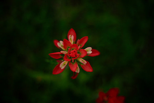 Red and white flower on dark green backdrop