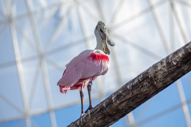 Graceful Roseate Spoonbill in Tropical Wetlands