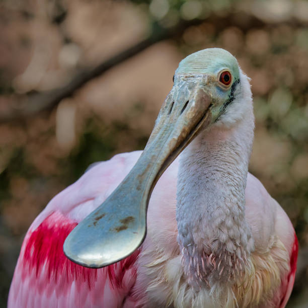 Graceful Roseate Spoonbill in Tropical Wetlands