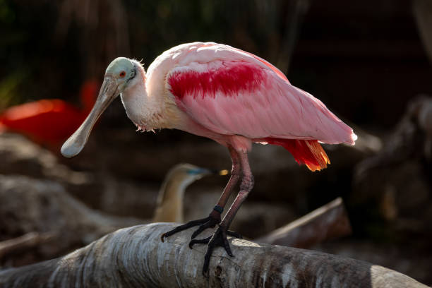 istock Graceful Roseate Spoonbill in Tropical Wetlands 2140595773