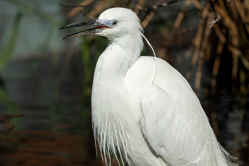 Graceful Little Egret Standing in Natural Habitat