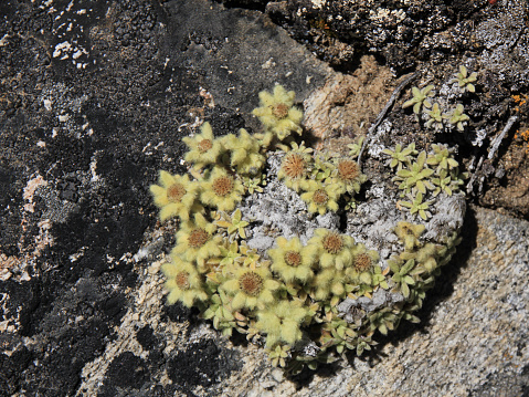 Yellow furry flowrs growing on Kala Patthar, Nepal.