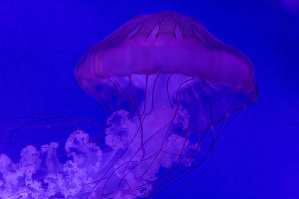 Pacific Sea Nettle: Graceful Jellyfish in Vibrant Ocean Waters
