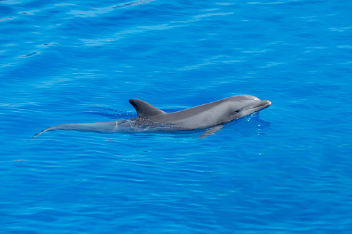 Happy woman swims with cute dolphin in blue water. Dolphin therapy concept