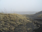 wild grass in a black sand beach in iceland. Dunes in the fog