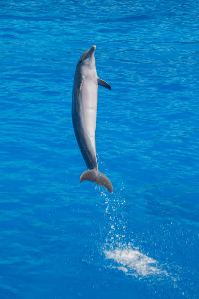 Atlantic Bottlenose Dolphin Jumping in Water - Playful Marine Wildlife Splash