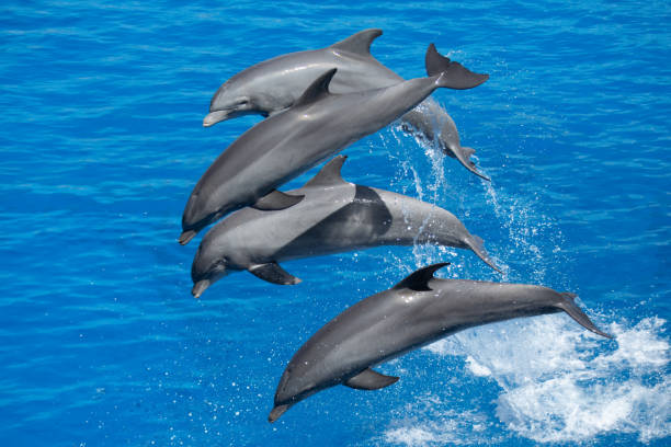 istock Dynamic Atlantic Bottlenose Dolphins Leaping in the Sea 2140611100