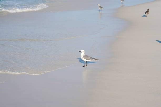 A lonely seagull stands on the beach staring into the ocean