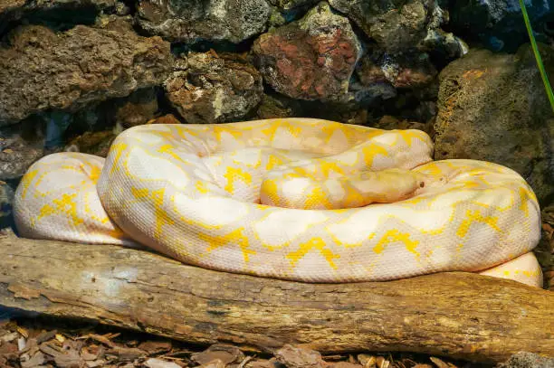 A large yellow and white albino Burmese python snake is coiled up