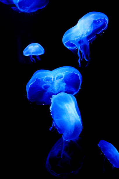 istock Several blue jellyfish floating in a tank at an aquarium 2140648832