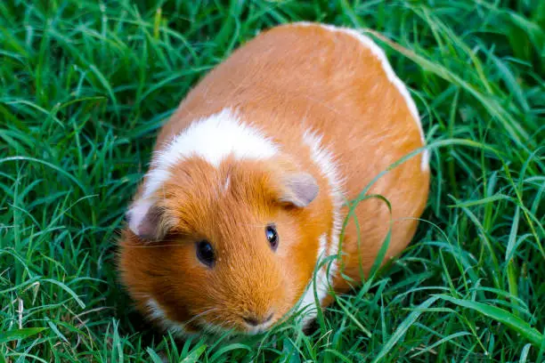 Brown and white Guinea pig outside on the grass
