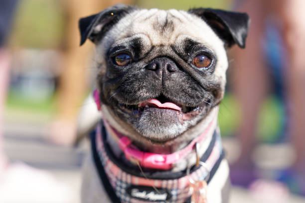 istock Cute pug smiling with pink tongue sticking out 2140650411