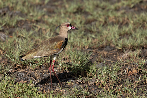 Southern Lapwing, Vanellus chilensis of the subspecies cayennensis: Tobago