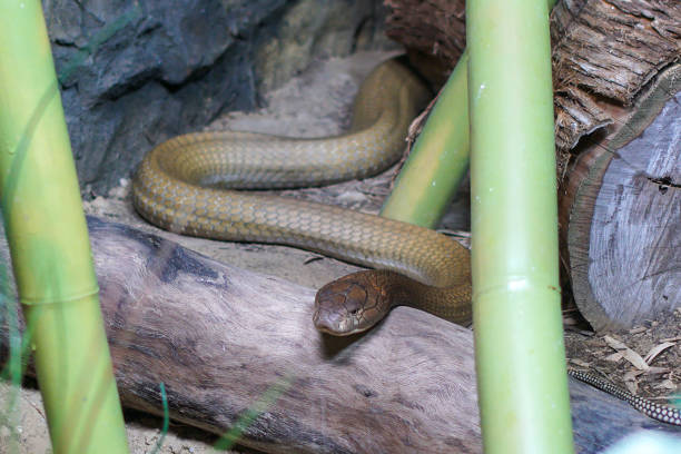 Large king cobra snake hiding behind bamboo waiting to strike