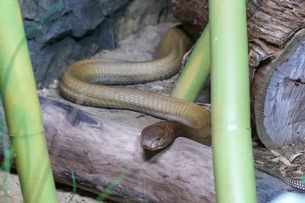 Large king cobra snake hiding behind bamboo waiting to strike