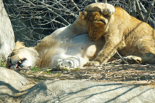 A mother lion lying down with a paw on her baby cub