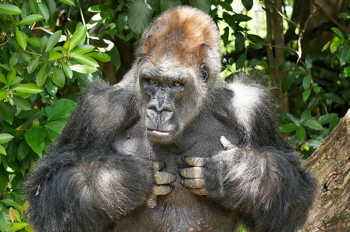 A male silverback gorilla stands pounding his chest