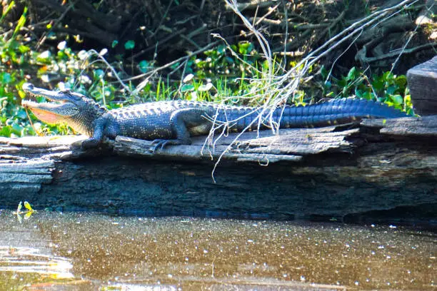 A large male alligator sunbathing by the water