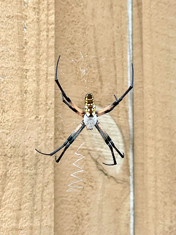 An orb weaver spider sitting on a web in front of a fence