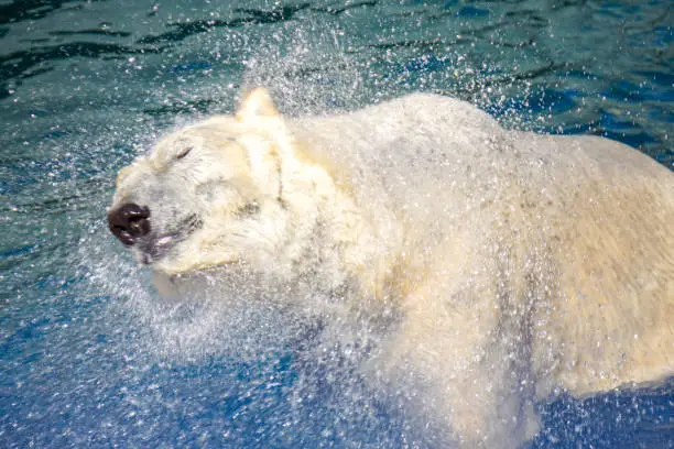 Polar bear shaking off water