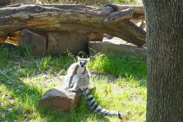A ring tailed lemur from Madagascar