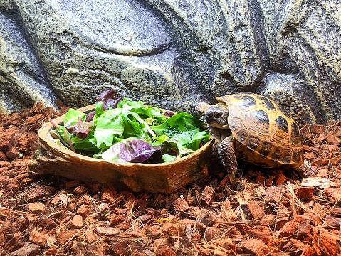 A Russian box tortoise with a bowl of food