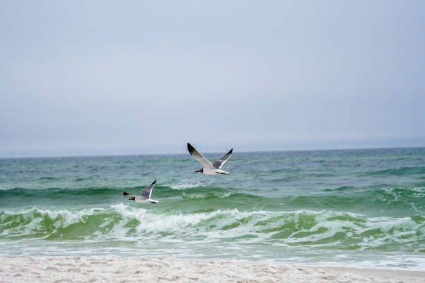 Two seagulls flying over crashing waves at the beach