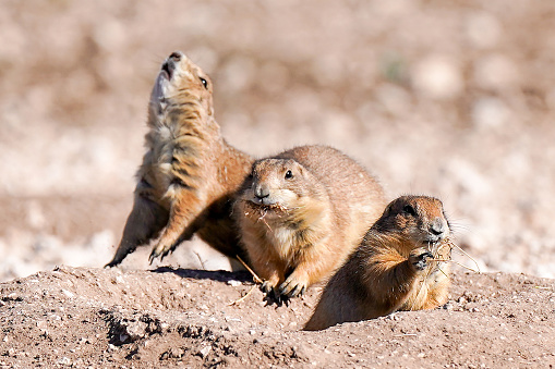 Three wild prairie dogs, one singing and one eating