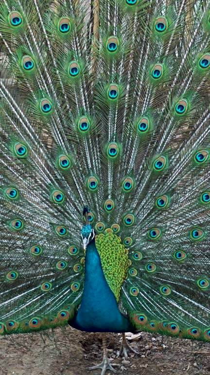 Male peacock displaying its feathers