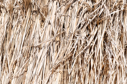 Abstract dry straw background texture. Nature agriculture patterns