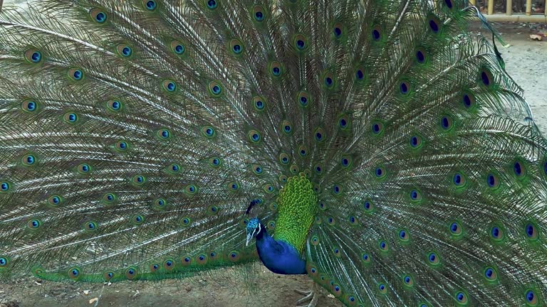 Male peacock displaying its feathers