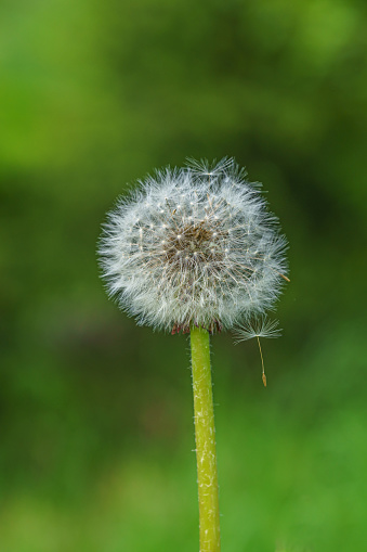Detailed close up of an overblown dandelion flower, releasing one parachute seed