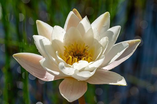 Detailed close up of a one single white water lily, beautifully glowing in bright sunlight