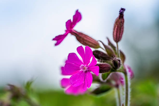 Close up of a plant with red campion flowers, Silene dioica