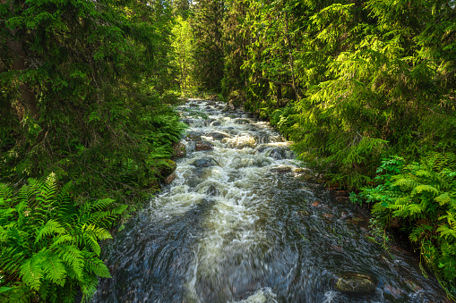 Beautiful flushing creek in a lush green pine and fir forest in a sunny northern Sweden